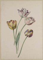 Z 010
          <br/>
          Vier tulpen
          <br/>
          <em>Knip, Henriëtte Geertruida (1783-1842)</em>